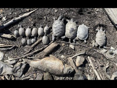 Over 40 turtles were rescued from a dying Pennsylvania lake in 2025; now, after a massive cleanup, they’re finally returning to the water they once called home