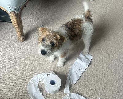 The pet I’ll never forget: Dennis the terrier – who once farted on Jilly Cooper’s sofa