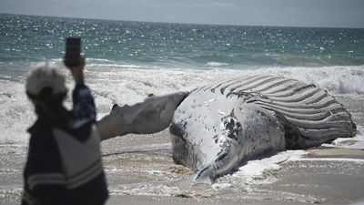 Whale of a task to remove 31-tonne carcass from beach