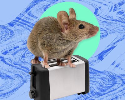The pest I’ll never forget: I turned the toaster upside down. A mouse fell out