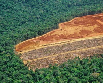 UN warns of ‘narrowing window’ to restore world’s forests