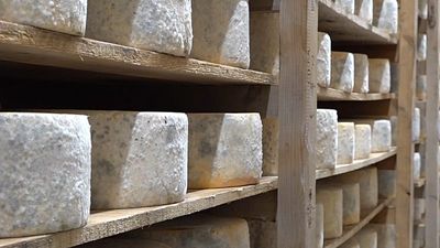 Hard cheese: Tough times for Greece's Naxos Graviera cheese as production falters