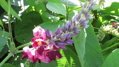 Kudzu Impact Reassessed: Federal push and CO₂ boost drove its spread; forest coverage far smaller
