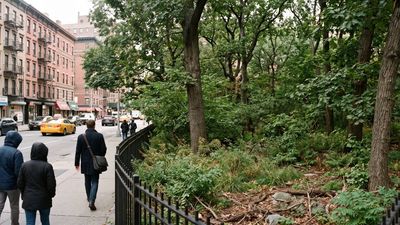 Time Landscape: Tiny forest re-creates pre-colonial Manhattan; work inspired later research