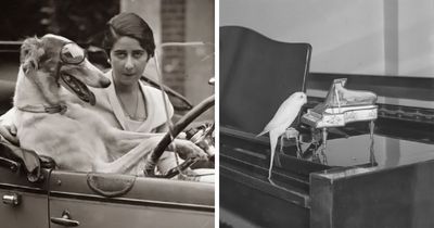 This Page Shared 55 Old Photos Of Animals That Offer A Different View Of The Past