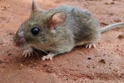 Deadly Lassa virus could be on the rise due to climate change