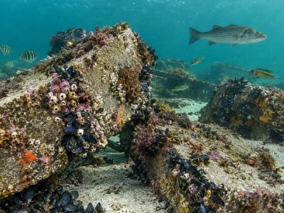 In 2016, New Jersey sank 5,000 tons of concrete from a demolished Brooklyn pier off Sandy Hook; the rubble was designed to become habitat for fish and mussels