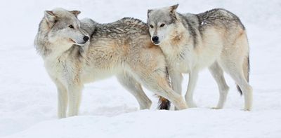 Wolves did not save Yellowstone – why were we so desperate to believe they did?