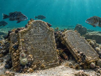 In 2021, New Jersey dropped about 400 donated gravestones and concrete rubble onto Barnegat Reef; 60 tons of monuments became new underwater habitat