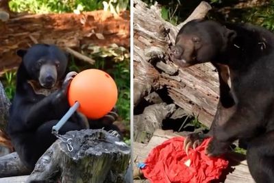 Watch: ‘Human’ sun bear celebrates birthday by unwrapping gifts