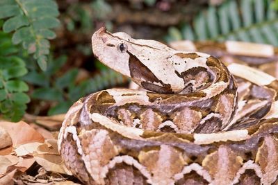 Highly venomous 5ft-long Gaboon viper on the loose in California