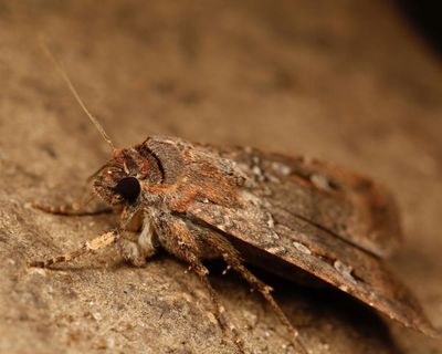 ‘Every moth is precious’: why are there so many bogong moths, and how can you safely remove them from your home?