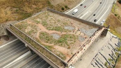 Joshua Tree crossings planned in California’s Mojave Desert to protect wildlife with $6M-plus funding