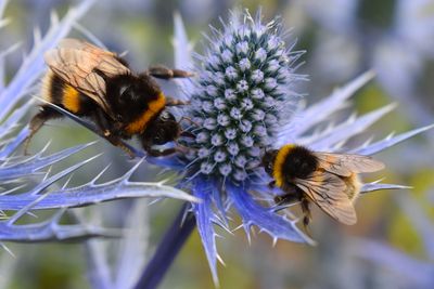 Before You Cut Back Your Perennials, Check Who May Be Living Inside Them