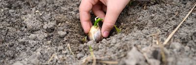 A $5 Bag of Garlic Could Become a Garden Full of It — Here’s When to Plant