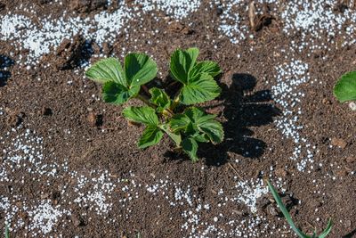 Stop Fertilizing These Plants Before Winter — You May Be Encouraging the Wrong Growth
