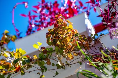 The $30 Perennial Is Now $8 — Can You Plant It This Late?