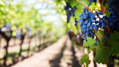 California farmers are struggling to sell grapes as this one emerging global trend has largely diminished its demand