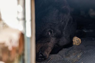 ‘He’s unbearable’: bear that went viral for living under LA home is back