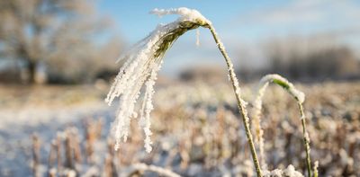As El Niño strengthens across the Pacific, Australian farmers could face fierce frosts