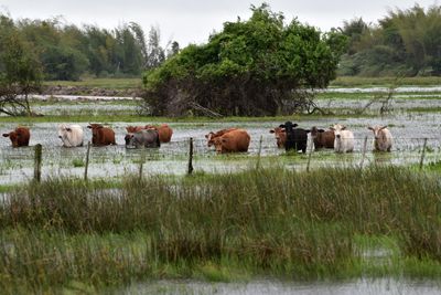 Paraguayan Beef Gains Ground in the U.S.: Exports Surge and the Country Seeks More Market Access