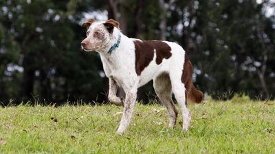 Rescue dog finds new home as koala protector-in-chief