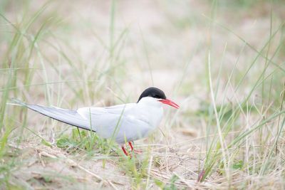 The rare seabird colony hit by bird flu and extreme weather recovering at UK beauty spot