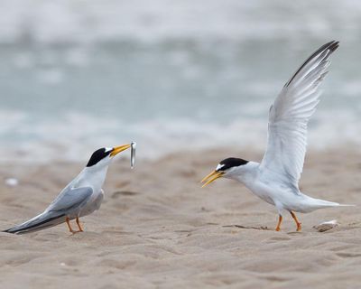 Tern turnaround: colonies in England show signs of recovery after decline