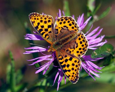 Autumn sunshine could extend Britain’s bumper year for butterflies