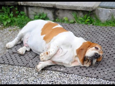 ‘Fat Dogs Of Delhi’: Meet the chubby canines competing for the crown of Delhi’s fattest dog