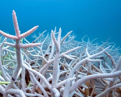 World’s oceans absorbed record heat equal to 40 times annual global energy use