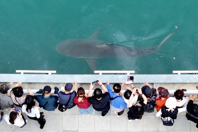 South Korea embraces a huge shark slowly circling a canal in the country's biggest port city