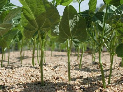 In 1975, Missouri gardener Lina Sisco mailed away two family bean varieties; 15 years later, the seed exchange returned one after her own family had lost it
