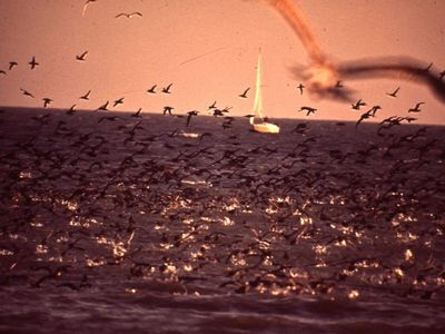 Mary Zmudowski was a California schoolteacher when she donated 155 acres of coastal land to the state in 1950; today it is a 220-acre state beach bearing her name