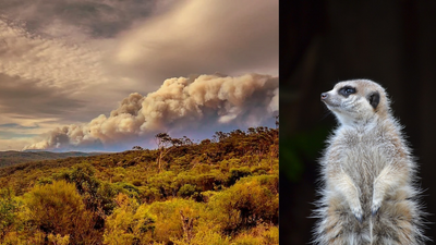 Zoo Fire Plan Saves Animals: staff defy order, protect 200 at Mogo; park later helps native wildlife