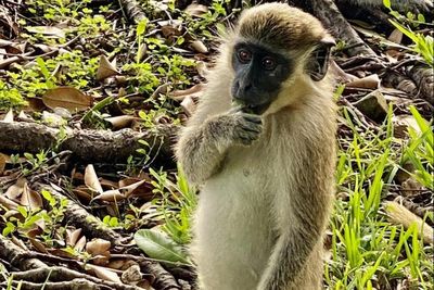 Monkey that resists Alzheimer’s symptoms could be key to developing treatments