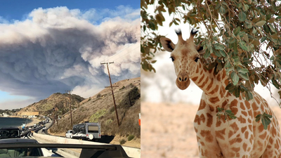 Malibu Wine Safari Fire Impact: Staff shelter exotic animals in place; most survive Woolsey Fire