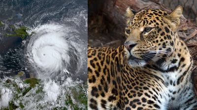 Houston Zoo Ride-Out Team: Staff stay through Beryl outage; animals remain safe