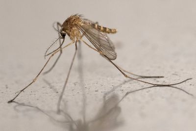 Los Angeles County Reports 135 West Nile Infections and Five Deaths, Topping Its Five-Year Average for the Season