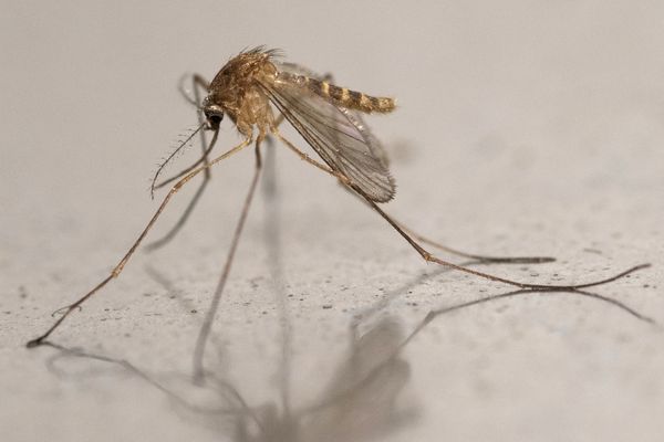 Los Angeles County Reports 135 West Nile Infections and Five Deaths, Topping Its Five-Year Average for the Season