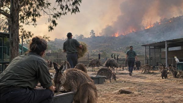 Kangaroo Island Wildlife Park Fires: Five stay to protect 700 animals; disaster reshapes wildlife care