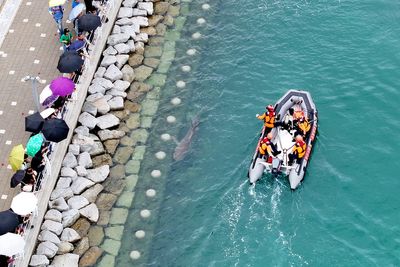 ‘Bukang-i’ the shark has become an unlikely tourist attraction – here’s why