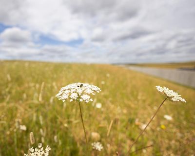Wildlife arrives on time at rewilded chalk grasslands built along HS2 route