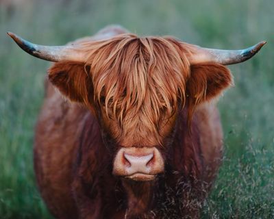 Udder madness: why are highland cows suddenly everywhere?