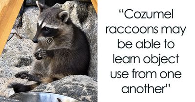 Two Raccoon Sisters On A Mexican Island Roll Soggy Napkins Into Balls, And Fascinated Scientists