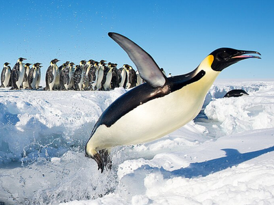 Since 2014, 49,520 registered volunteers have classified penguins, chicks, and eggs in Antarctic photos; more than 6 million classifications helped build a colony dataset