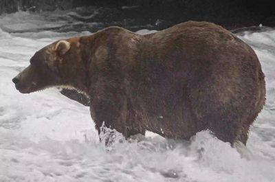 Backpack edges past Dancing Queen to win Alaska’s Fat Bear Week title