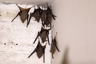LA County Rabid Bat Count Ties Record at 69, and Families Finding Bats Indoors Should Call a Doctor