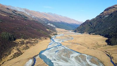 New Zealand returned 86 takahē; the birds are now breeding and establishing a wild population