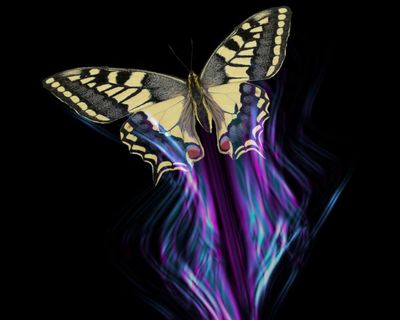 All of a flutter: how butterflies avoid being a predator’s lunch